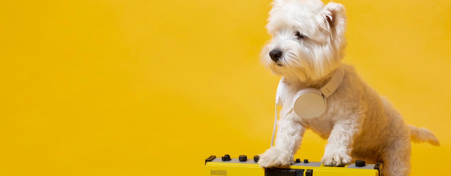 Cachorro com fones de ouvido pendurados no pescoço.